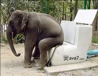 elephant toilet